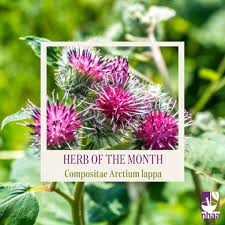 Attēlu rezultāti vaicājumam “Arctium lappa”