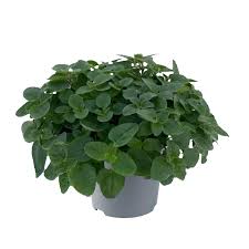 Attēlu rezultāti vaicājumam “Origanum vulgare”