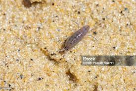 Attēlu rezultāti vaicājumam “Talitrus saltator”