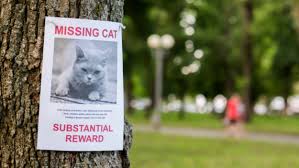 Image result for cat found