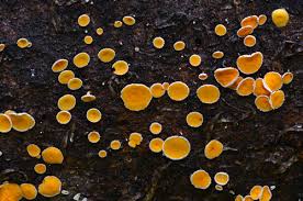 Attēlu rezultāti vaicājumam “Lachnellula willkommii”