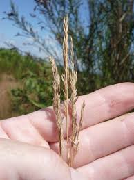 Attēlu rezultāti vaicājumam “Festuca arenaria”