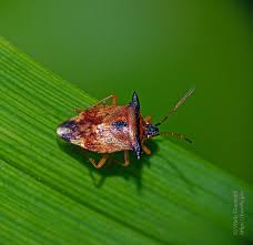 Attēlu rezultāti vaicājumam “Elasmucha ferrugata”