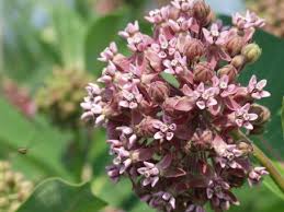 Attēlu rezultāti vaicājumam “Asclepiadaceae”