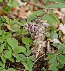 Attēlu rezultāti vaicājumam “Lathraea squamaria fruit”