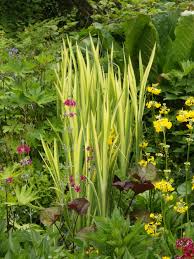 Attēlu rezultāti vaicājumam “Iris pseudacorus leaf”