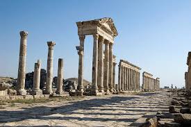 Attēlu rezultāti vaicājumam “Apamea ophiogramma”