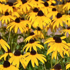 Image result for Rudbeckia Paradisio