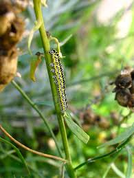 Attēlu rezultāti vaicājumam “Calophasia lunula larva”