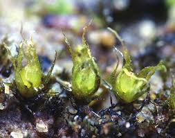 Attēlu rezultāti vaicājumam “Ephemerum serratum”