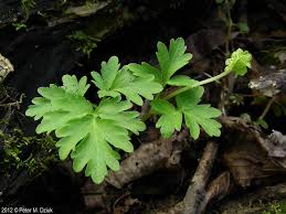 Attēlu rezultāti vaicājumam “Adoxa moschatellina leaf”