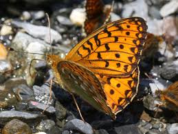 Attēlu rezultāti vaicājumam “Argynnis aglaja underside”