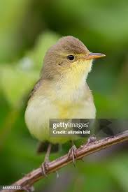 Image result for Hippolais polyglotta