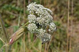 Image result for Heracleum sphondylium