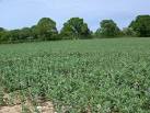 However, as a rich source of protein and carbohydrates, - via Daymix
