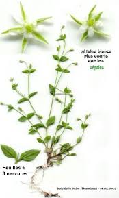 Attēlu rezultāti vaicājumam “Moehringia trinervia”