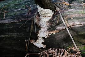 Attēlu rezultāti vaicājumam “Antrodia xantha”