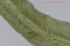 Attēlu rezultāti vaicājumam “Tortella tortuosa”