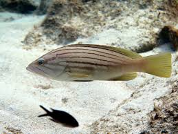 Image result for Epinephelus costae