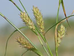 Attēlu rezultāti vaicājumam “Carex hirta”