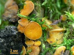 Attēlu rezultāti vaicājumam “Hymenoscyphus calyculus”