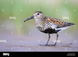Attēlu rezultāti vaicājumam “Calidris alpina adult”