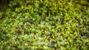 Attēlu rezultāti vaicājumam “Pleurocarpous mosses sporophyte”