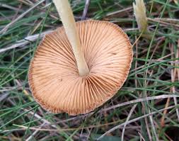 Attēlu rezultāti vaicājumam “Bolbitius vitellinus”