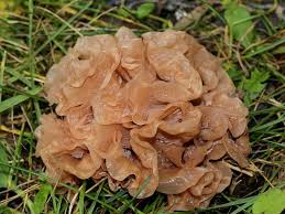 Attēlu rezultāti vaicājumam “Tremella foliacea”