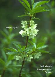 Attēlu rezultāti vaicājumam “Ericaceae”