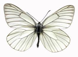 Attēlu rezultāti vaicājumam “Aporia crataegi female”