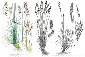 Attēlu rezultāti vaicājumam “Festuca rubra subsp. rubra leaf”