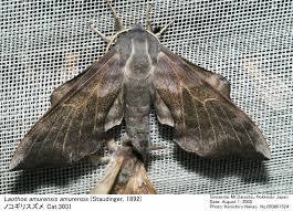 Attēlu rezultāti vaicājumam “Laothoe amurensis”