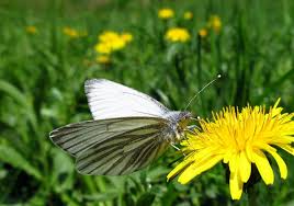Attēlu rezultāti vaicājumam “Pieris napi female”