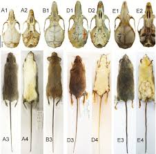 Attēlu rezultāti vaicājumam “Muridae”