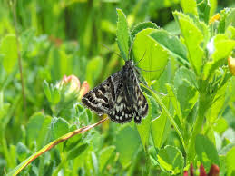 Attēlu rezultāti vaicājumam “Callistege mi”