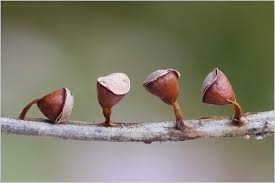 Attēlu rezultāti vaicājumam “Craterium minutum macro”