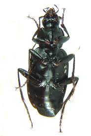 Attēlu rezultāti vaicājumam “Limodromus assimilis”