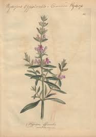 Image result for Hyssopus officinalis