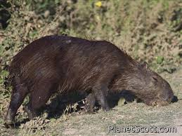 Attēlu rezultāti vaicājumam “Hydrochoerus hydrochaeris”