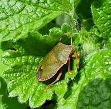Attēlu rezultāti vaicājumam “Palomena prasina”