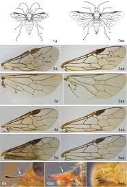Attēlu rezultāti vaicājumam “Euura pedunculi”