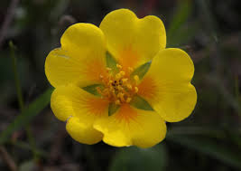 Attēlu rezultāti vaicājumam “Potentilla”
