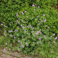 Attēlu rezultāti vaicājumam “Geranium pyrenaicum flower”