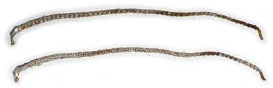 Attēlu rezultāti vaicājumam “Yponomeuta plumbella”