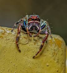 Attēlu rezultāti vaicājumam “Salticidae”