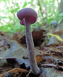 Attēlu rezultāti vaicājumam “Octospora splachnophila”