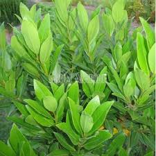 Image result for feuille-laurier-silex