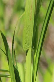 Attēlu rezultāti vaicājumam “Poa remota bud”