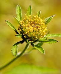 Attēlu rezultāti vaicājumam “Bidens frondosa flower”